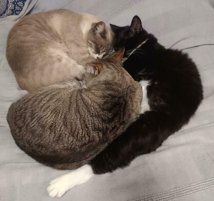 92 Hilarious Times People Interrupted Cats’ Important Meetings (New Pics) 92 Hilarious Times People Interrupted Cats’ Important Meetings (New Pics)
