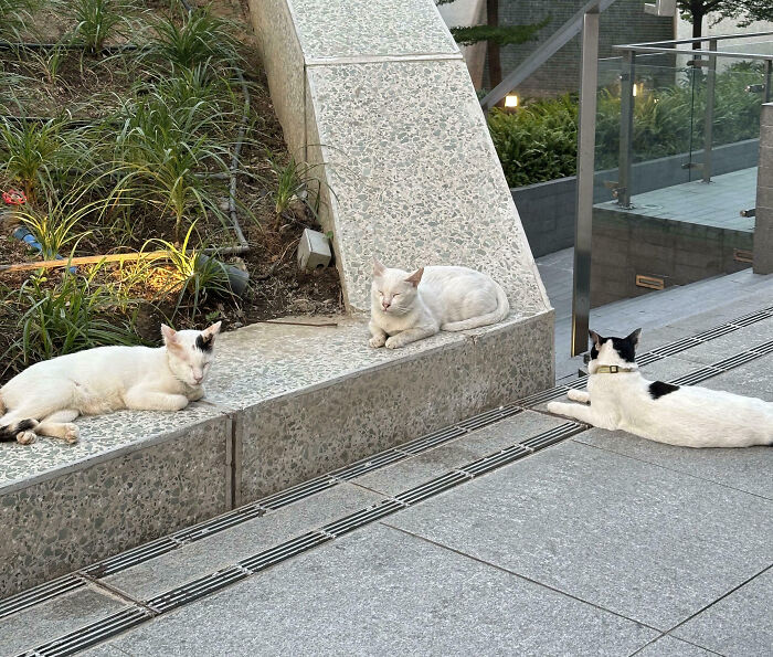 92 Hilarious Times People Interrupted Cats’ Important Meetings (New Pics) 92 Hilarious Times People Interrupted Cats’ Important Meetings (New Pics)