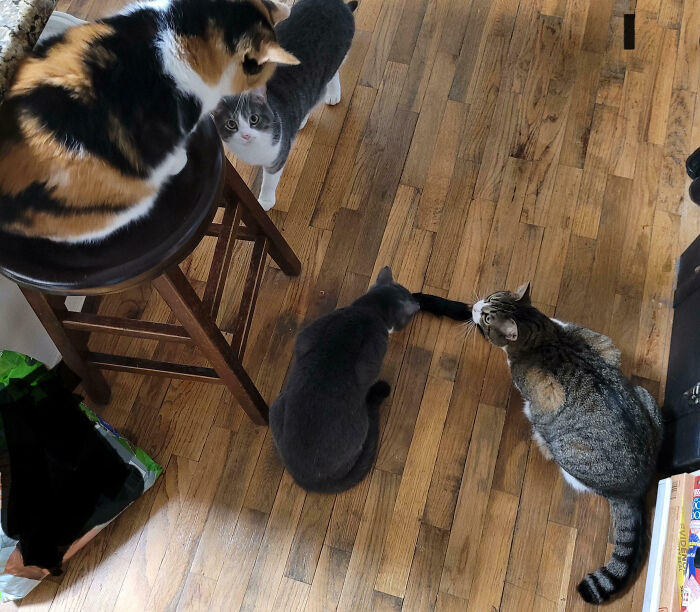 92 Hilarious Times People Interrupted Cats’ Important Meetings (New Pics) 92 Hilarious Times People Interrupted Cats’ Important Meetings (New Pics)