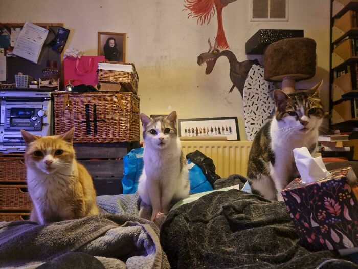 92 Hilarious Times People Interrupted Cats’ Important Meetings (New Pics) 92 Hilarious Times People Interrupted Cats’ Important Meetings (New Pics)
