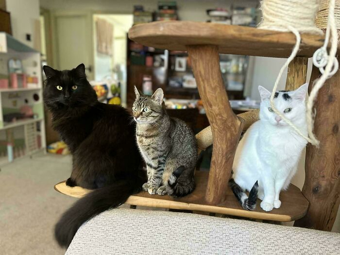 92 Hilarious Times People Interrupted Cats’ Important Meetings (New Pics) 92 Hilarious Times People Interrupted Cats’ Important Meetings (New Pics)
