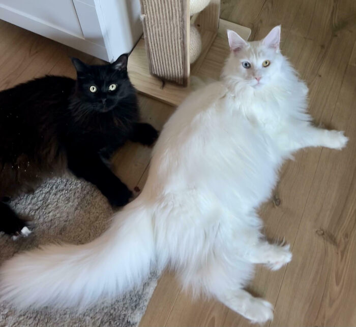 92 Hilarious Times People Interrupted Cats’ Important Meetings (New Pics) 92 Hilarious Times People Interrupted Cats’ Important Meetings (New Pics)