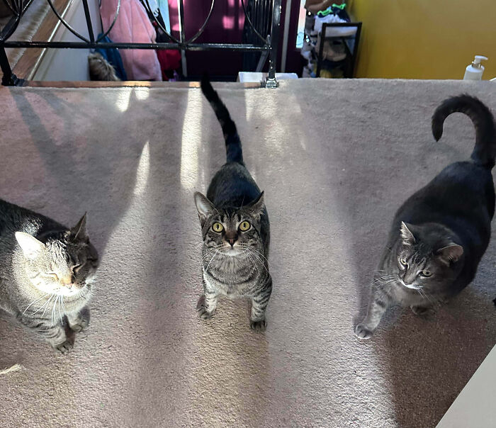 92 Hilarious Times People Interrupted Cats’ Important Meetings (New Pics) 92 Hilarious Times People Interrupted Cats’ Important Meetings (New Pics)