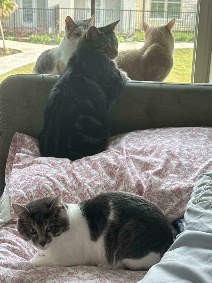 92 Hilarious Times People Interrupted Cats’ Important Meetings (New Pics) 92 Hilarious Times People Interrupted Cats’ Important Meetings (New Pics)