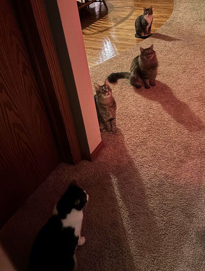 92 Hilarious Times People Interrupted Cats’ Important Meetings (New Pics) 92 Hilarious Times People Interrupted Cats’ Important Meetings (New Pics)
