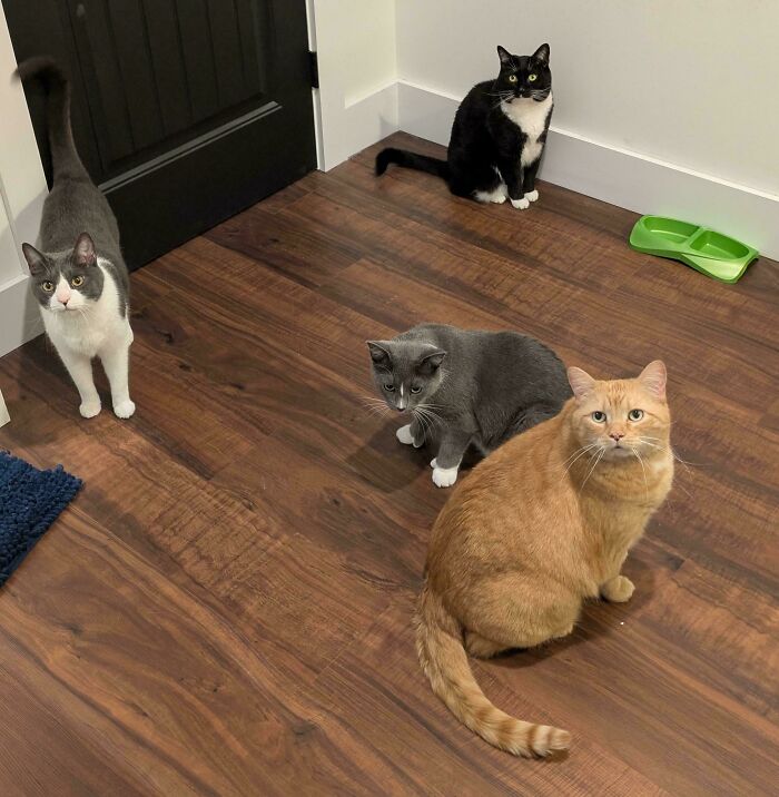 92 Hilarious Times People Interrupted Cats’ Important Meetings (New Pics) 92 Hilarious Times People Interrupted Cats’ Important Meetings (New Pics)
