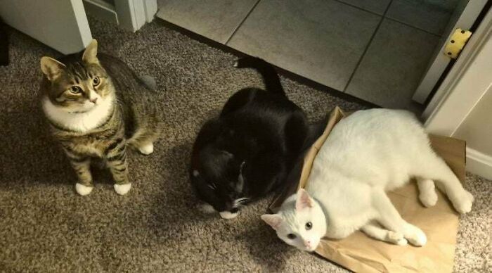 92 Hilarious Times People Interrupted Cats’ Important Meetings (New Pics) 92 Hilarious Times People Interrupted Cats’ Important Meetings (New Pics)