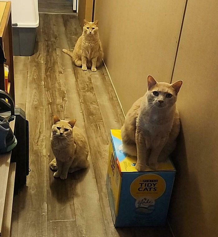 92 Hilarious Times People Interrupted Cats’ Important Meetings (New Pics) 92 Hilarious Times People Interrupted Cats’ Important Meetings (New Pics)