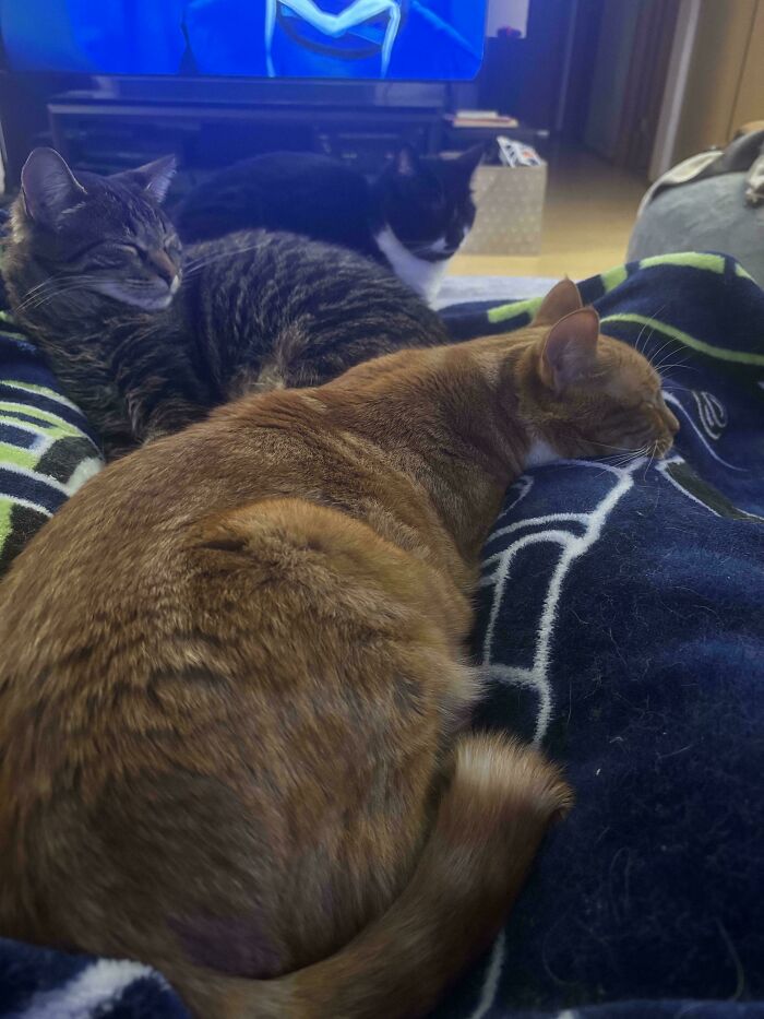 92 Hilarious Times People Interrupted Cats’ Important Meetings (New Pics) 92 Hilarious Times People Interrupted Cats’ Important Meetings (New Pics)