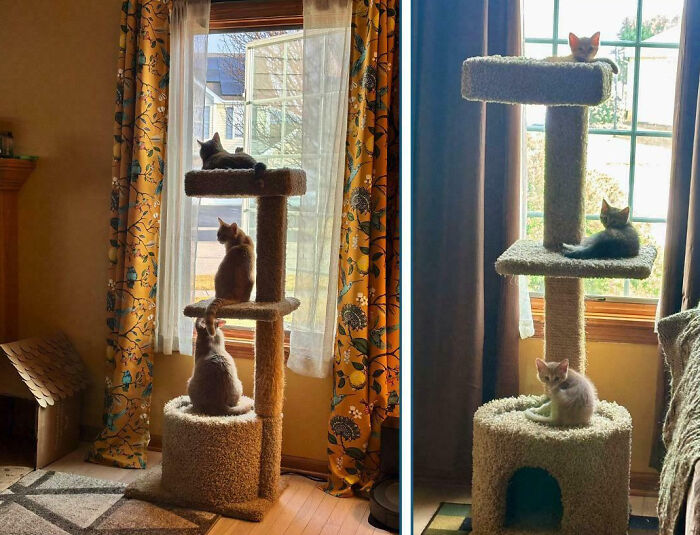 92 Hilarious Times People Interrupted Cats’ Important Meetings (New Pics) 92 Hilarious Times People Interrupted Cats’ Important Meetings (New Pics)