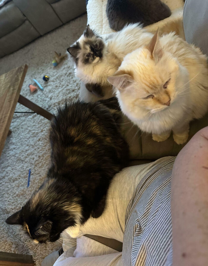 92 Hilarious Times People Interrupted Cats’ Important Meetings (New Pics) 92 Hilarious Times People Interrupted Cats’ Important Meetings (New Pics)