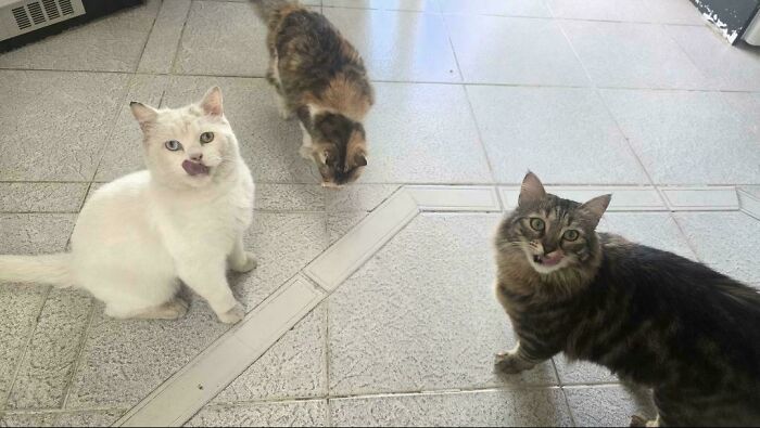 92 Hilarious Times People Interrupted Cats’ Important Meetings (New Pics) 92 Hilarious Times People Interrupted Cats’ Important Meetings (New Pics)