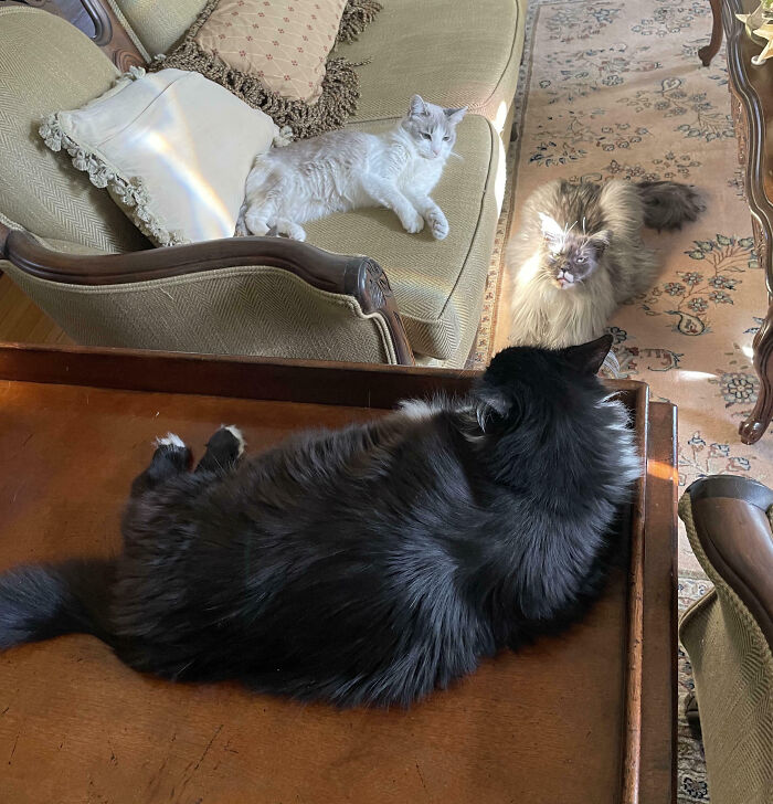 92 Hilarious Times People Interrupted Cats’ Important Meetings (New Pics) 92 Hilarious Times People Interrupted Cats’ Important Meetings (New Pics)