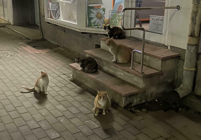 92 Hilarious Times People Interrupted Cats’ Important Meetings (New Pics) 92 Hilarious Times People Interrupted Cats’ Important Meetings (New Pics)