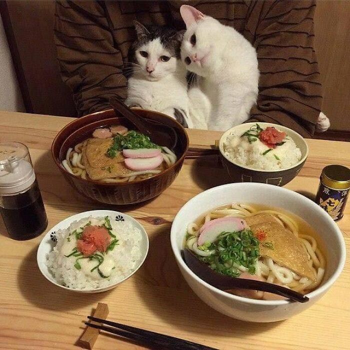 40 Funny Cat Photos From &lsquo;Meaaaow&rsquo; That Show Cats Doing What They Do Best