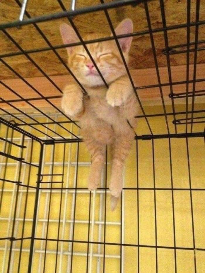 40 Funny Cat Photos From &lsquo;Meaaaow&rsquo; That Show Cats Doing What They Do Best