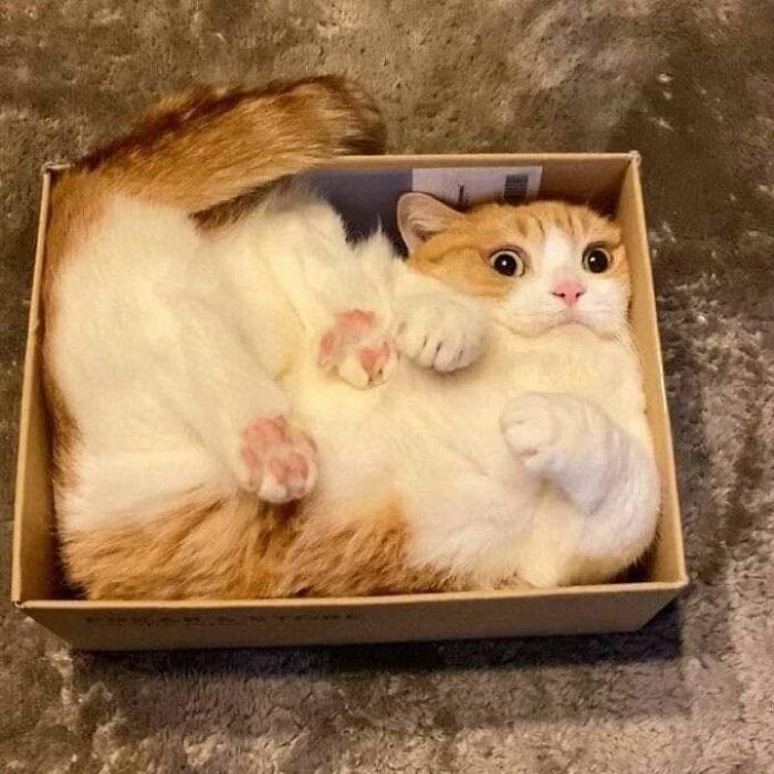 40 Funny Cat Photos From &lsquo;Meaaaow&rsquo; That Show Cats Doing What They Do Best