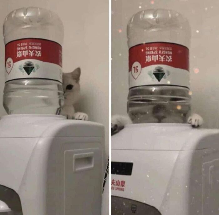 40 Funny Cat Photos From &lsquo;Meaaaow&rsquo; That Show Cats Doing What They Do Best