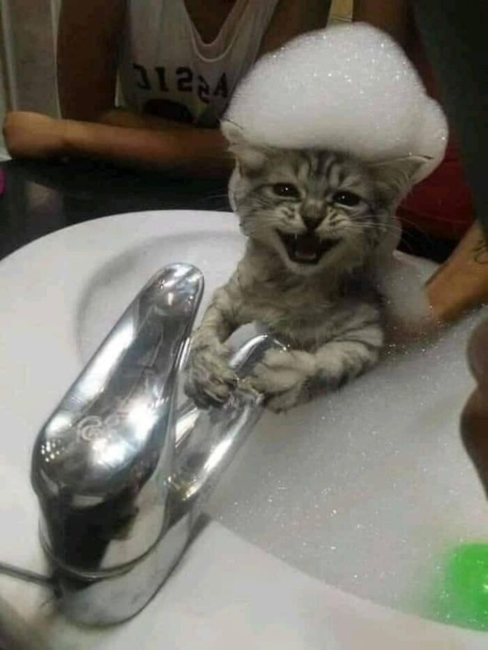 40 Funny Cat Photos From &lsquo;Meaaaow&rsquo; That Show Cats Doing What They Do Best