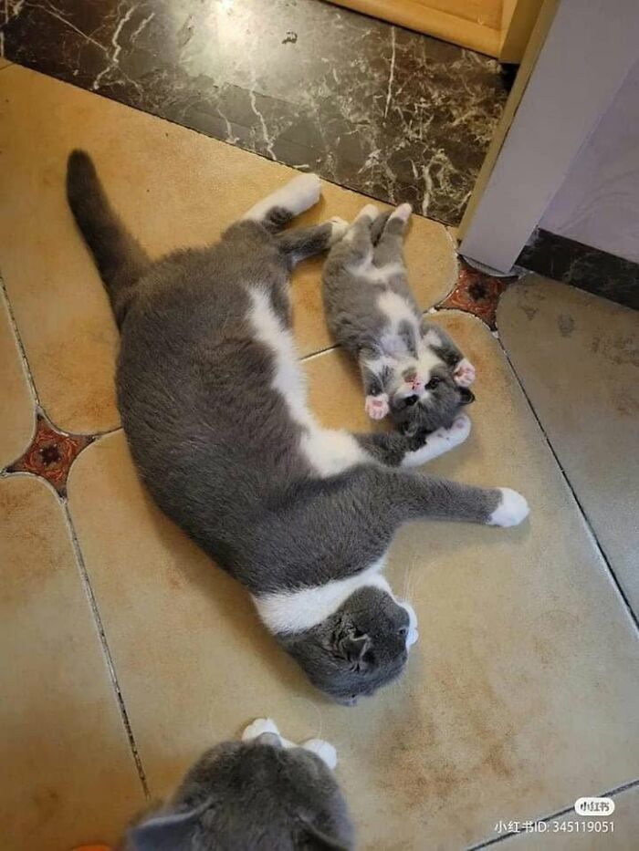 40 Funny Cat Photos From &lsquo;Meaaaow&rsquo; That Show Cats Doing What They Do Best
