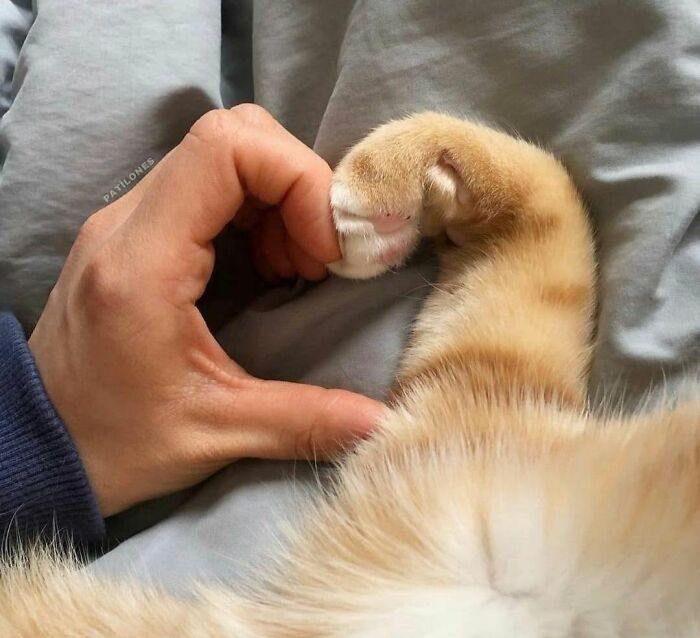 40 Funny Cat Photos From &lsquo;Meaaaow&rsquo; That Show Cats Doing What They Do Best