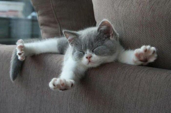 40 Funny Cat Photos From &lsquo;Meaaaow&rsquo; That Show Cats Doing What They Do Best
