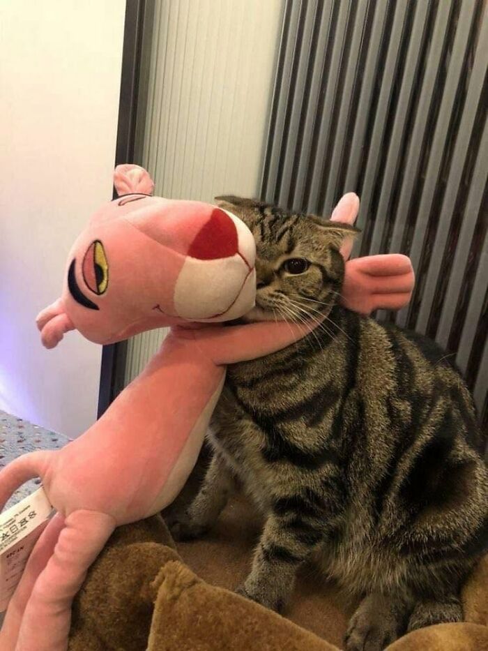 40 Funny Cat Photos From &lsquo;Meaaaow&rsquo; That Show Cats Doing What They Do Best