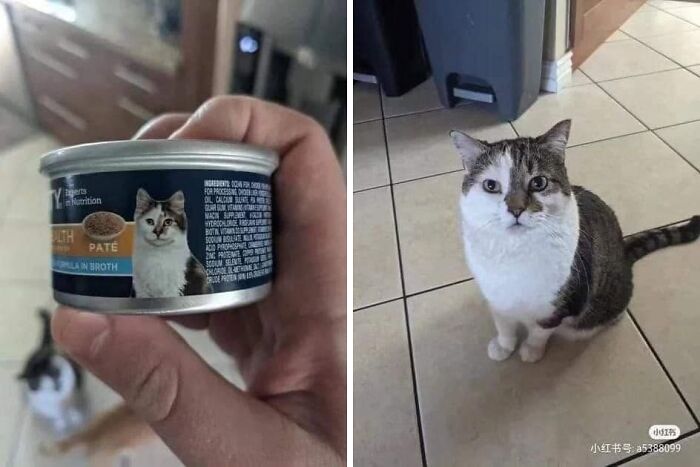 40 Funny Cat Photos From &lsquo;Meaaaow&rsquo; That Show Cats Doing What They Do Best