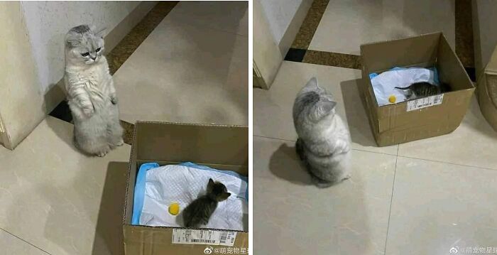 40 Funny Cat Photos From &lsquo;Meaaaow&rsquo; That Show Cats Doing What They Do Best
