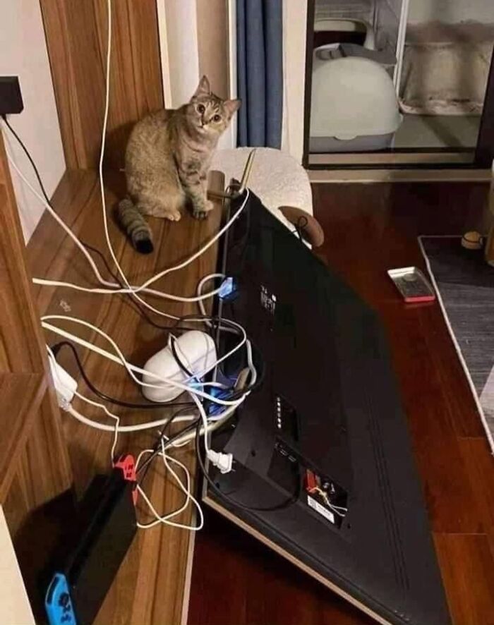 40 Funny Cat Photos From &lsquo;Meaaaow&rsquo; That Show Cats Doing What They Do Best