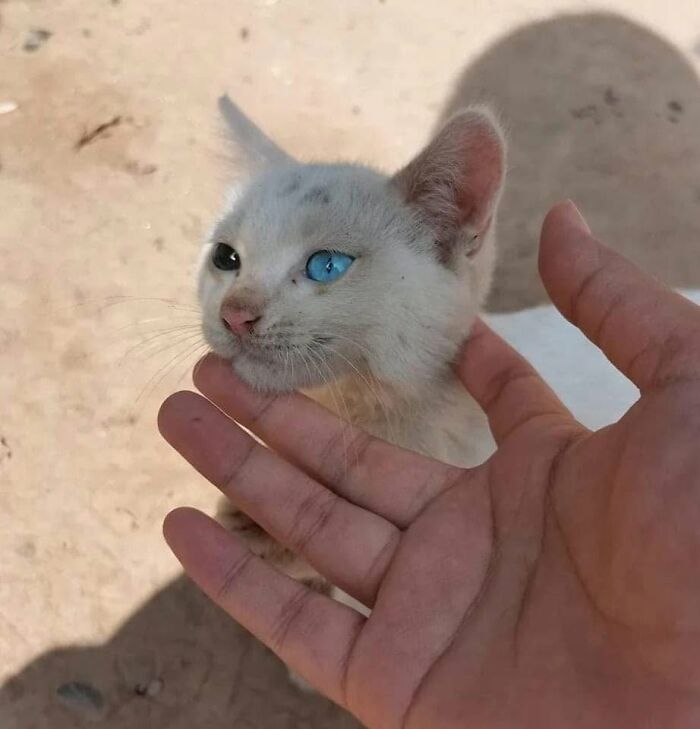 40 Funny Cat Photos From &lsquo;Meaaaow&rsquo; That Show Cats Doing What They Do Best