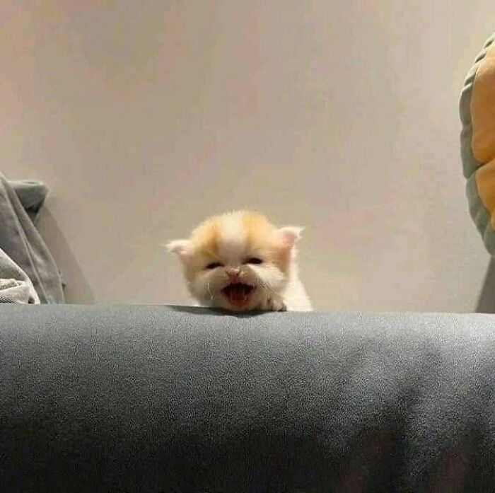 40 Funny Cat Photos From &lsquo;Meaaaow&rsquo; That Show Cats Doing What They Do Best
