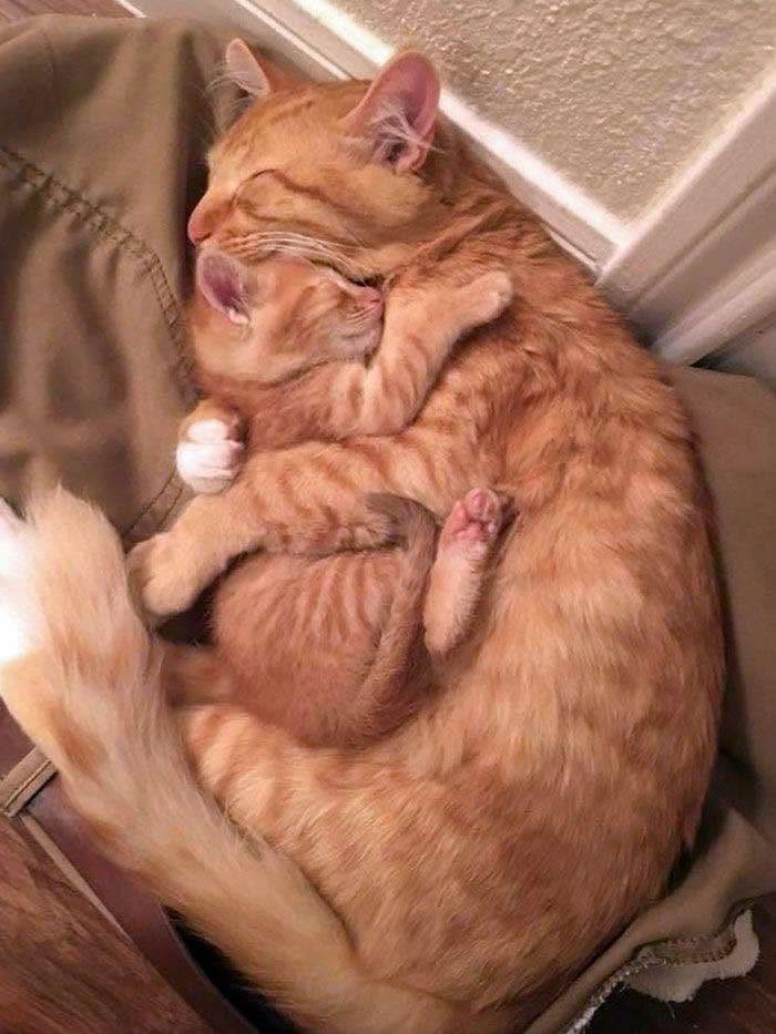 40 Funny Cat Photos From &lsquo;Meaaaow&rsquo; That Show Cats Doing What They Do Best