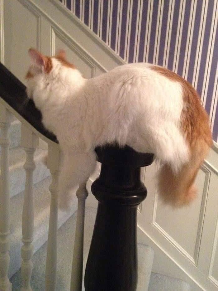 40 Funny Cat Photos From &lsquo;Meaaaow&rsquo; That Show Cats Doing What They Do Best