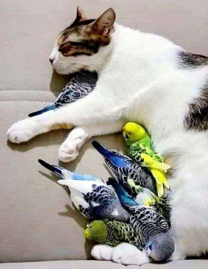 40 Funny Cat Photos From &lsquo;Meaaaow&rsquo; That Show Cats Doing What They Do Best