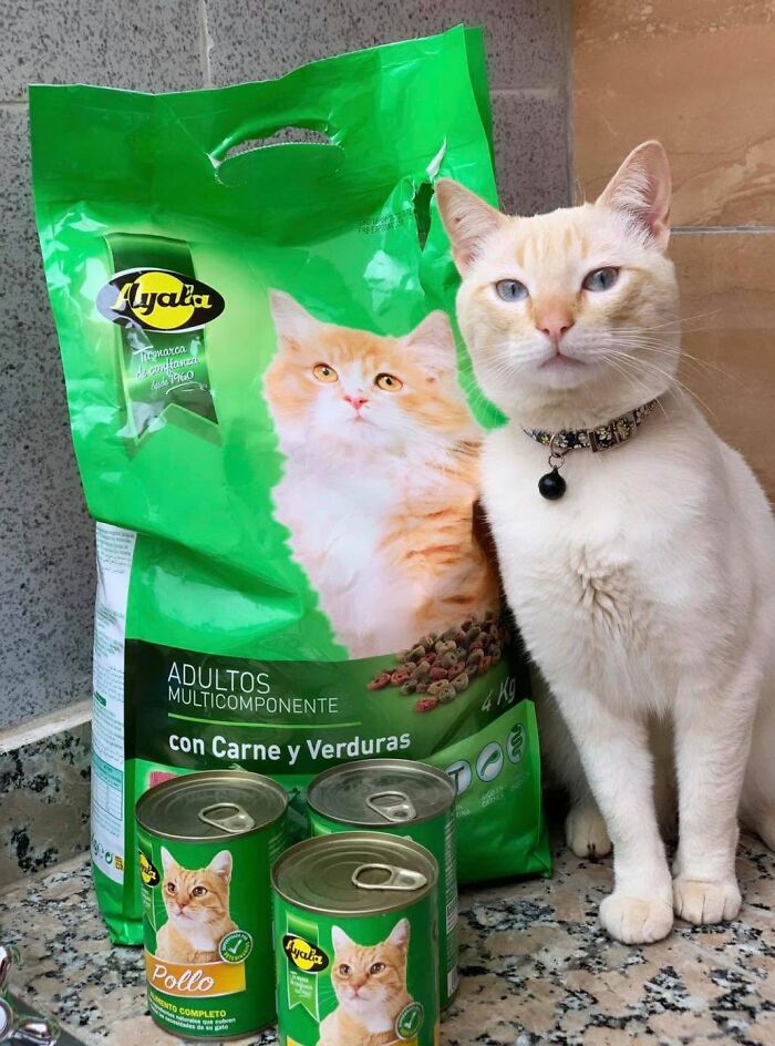 40 Funny Cat Photos From &lsquo;Meaaaow&rsquo; That Show Cats Doing What They Do Best