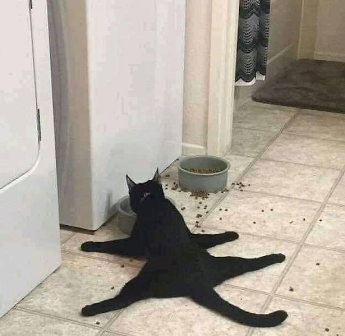 40 Funny Cat Photos From &lsquo;Meaaaow&rsquo; That Show Cats Doing What They Do Best