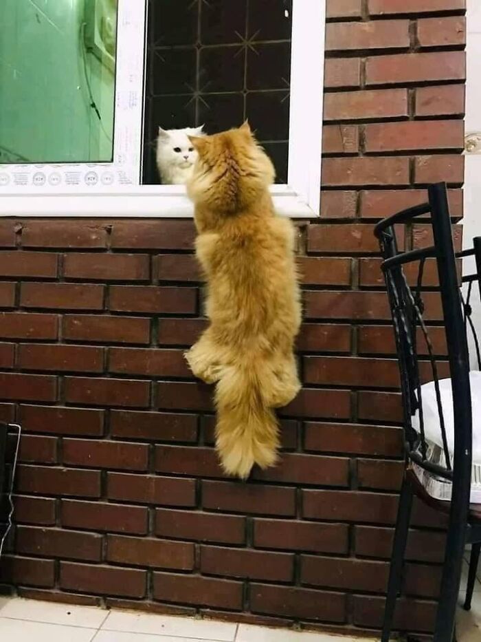 40 Funny Cat Photos From &lsquo;Meaaaow&rsquo; That Show Cats Doing What They Do Best