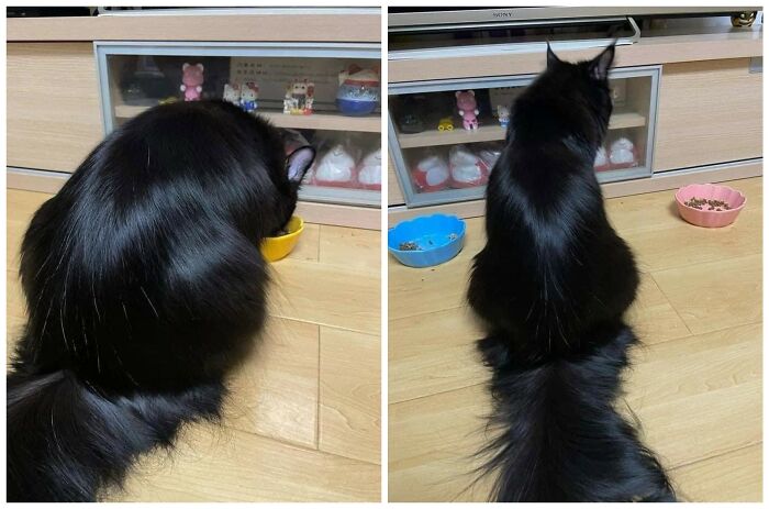 40 Funny Cat Photos From &lsquo;Meaaaow&rsquo; That Show Cats Doing What They Do Best