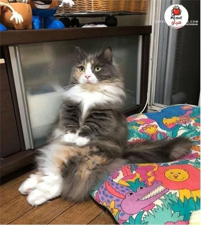 40 Funny Cat Photos From &lsquo;Meaaaow&rsquo; That Show Cats Doing What They Do Best