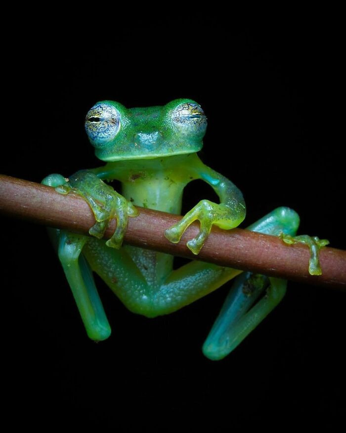 26 Wild Frog Photos Shared By The &lsquo;Herping The Globe&rsquo; Community