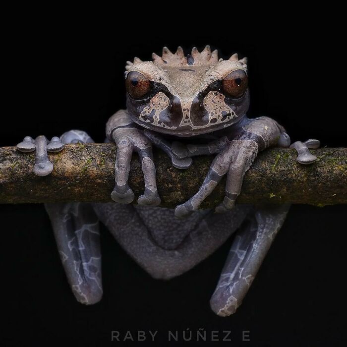 26 Wild Frog Photos Shared By The &lsquo;Herping The Globe&rsquo; Community