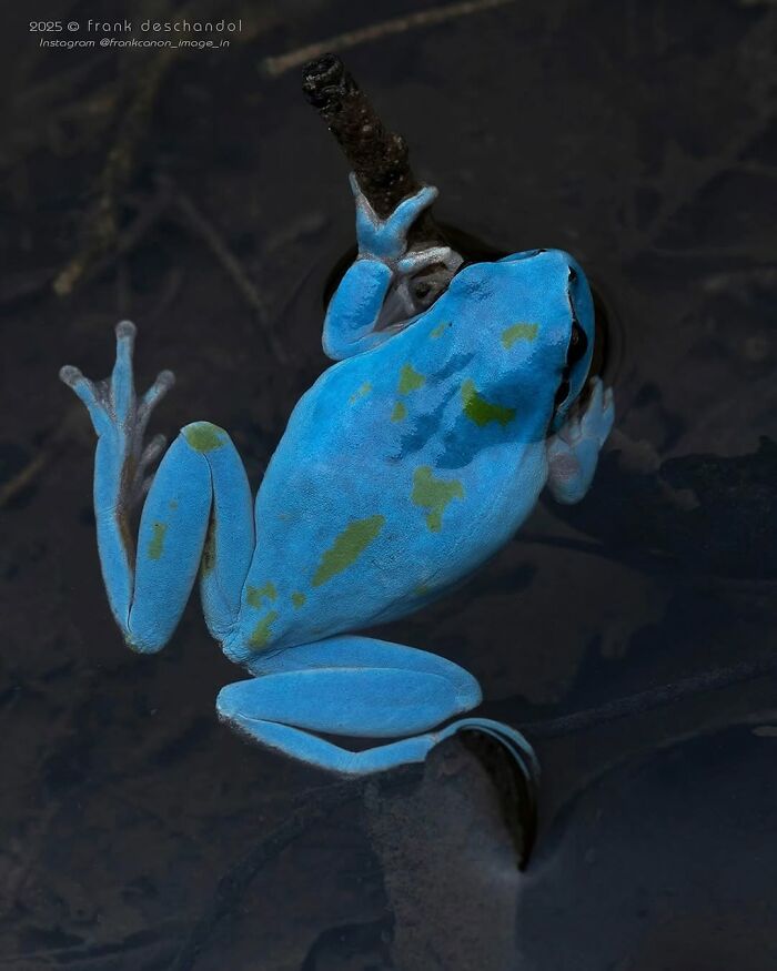 26 Wild Frog Photos Shared By The &lsquo;Herping The Globe&rsquo; Community
