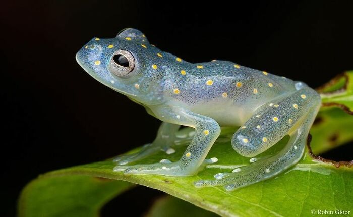26 Wild Frog Photos Shared By The &lsquo;Herping The Globe&rsquo; Community