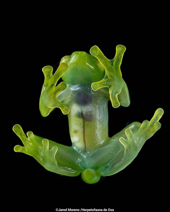 26 Wild Frog Photos Shared By The &lsquo;Herping The Globe&rsquo; Community