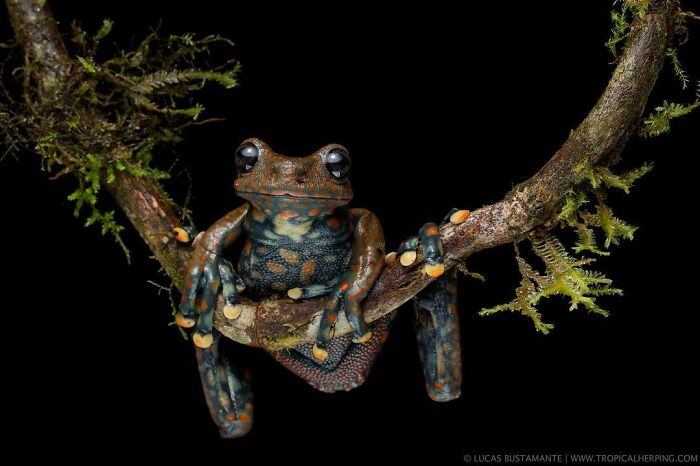 26 Wild Frog Photos Shared By The &lsquo;Herping The Globe&rsquo; Community