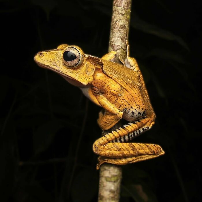 26 Wild Frog Photos Shared By The &lsquo;Herping The Globe&rsquo; Community