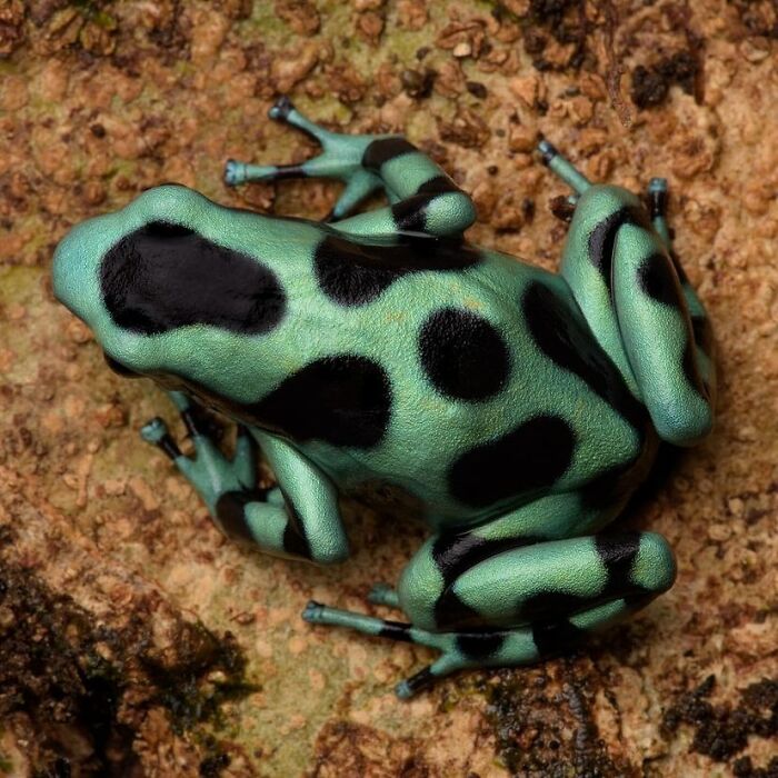 26 Wild Frog Photos Shared By The &lsquo;Herping The Globe&rsquo; Community