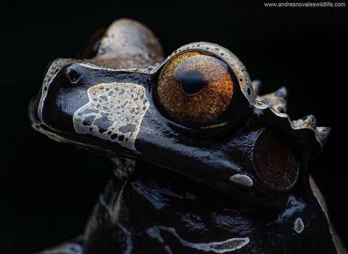 26 Wild Frog Photos Shared By The &lsquo;Herping The Globe&rsquo; Community