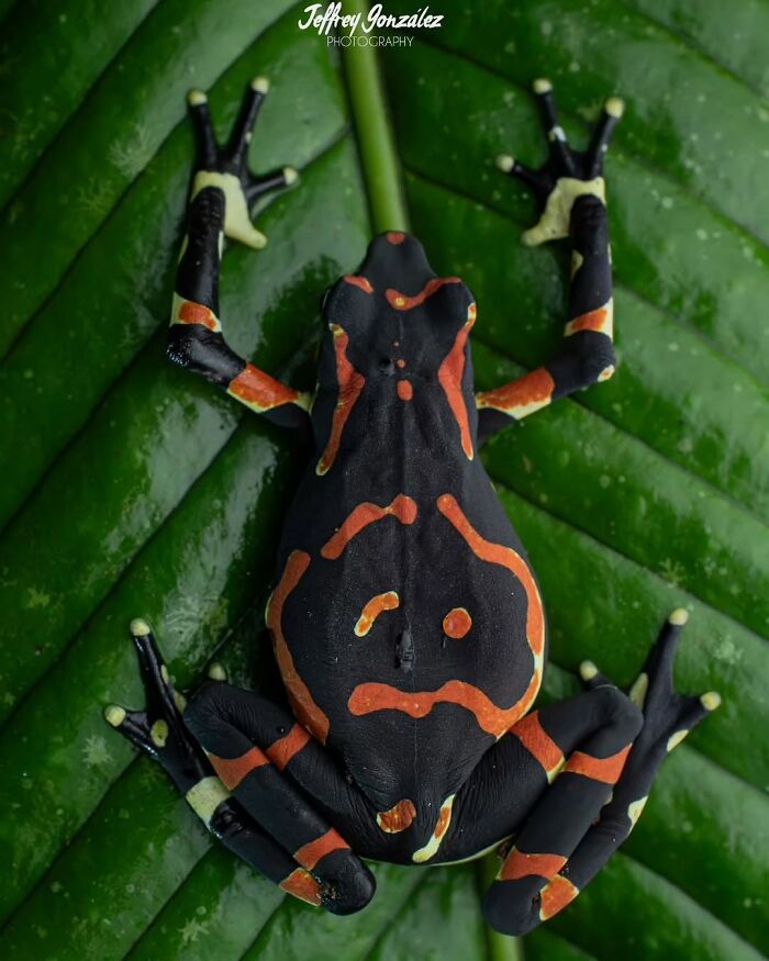 26 Wild Frog Photos Shared By The &lsquo;Herping The Globe&rsquo; Community